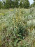 Verbascum marschallianum. Цветущее растение. Украина, г. Запорожье, луговая степь на склоне балки. 05.06.2020.