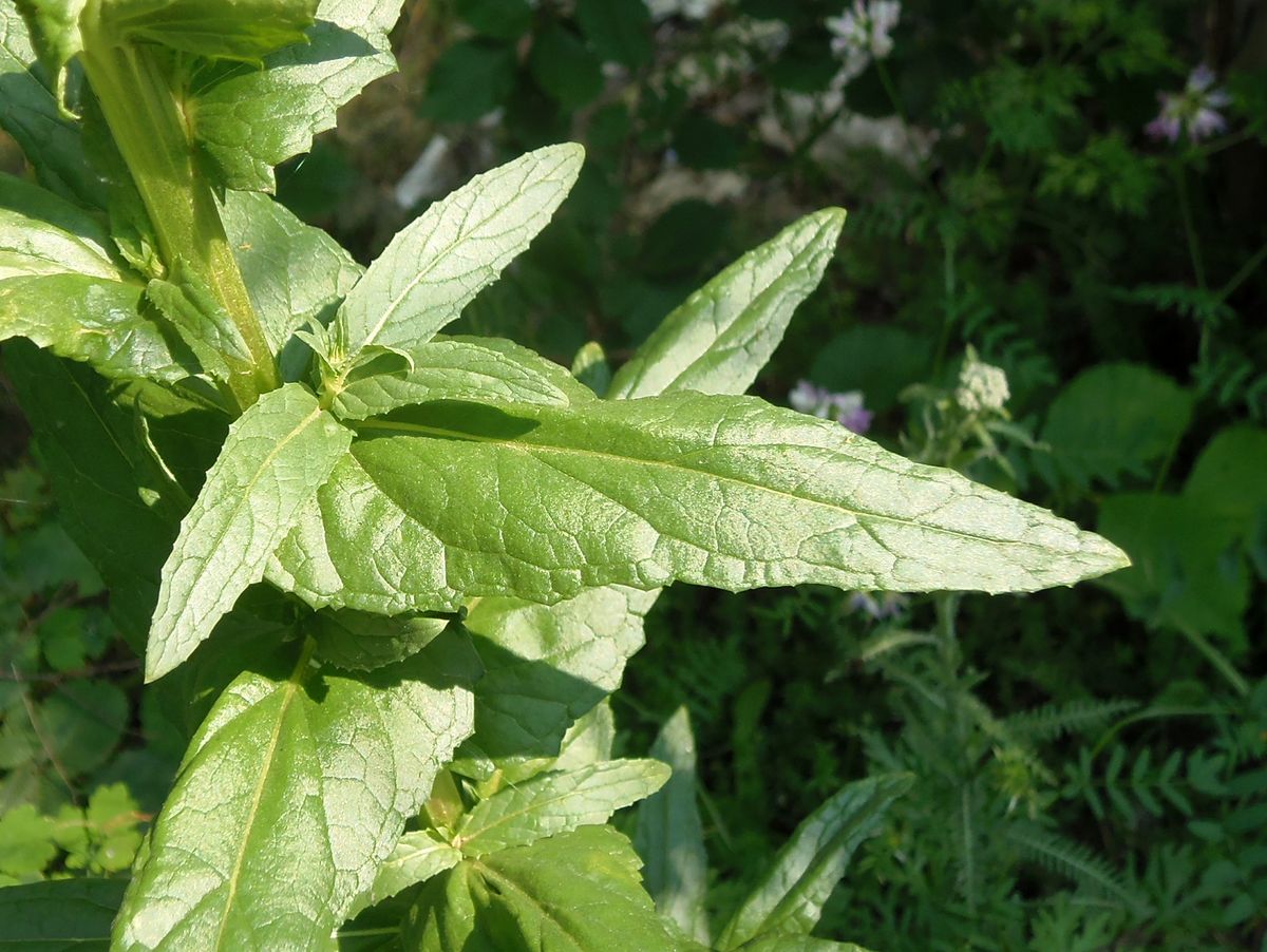 Изображение особи Verbascum blattaria.