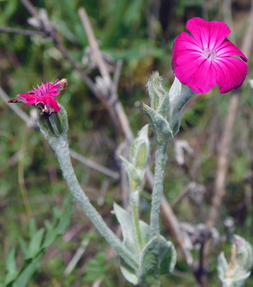 Image of Lychnis coronaria specimen.