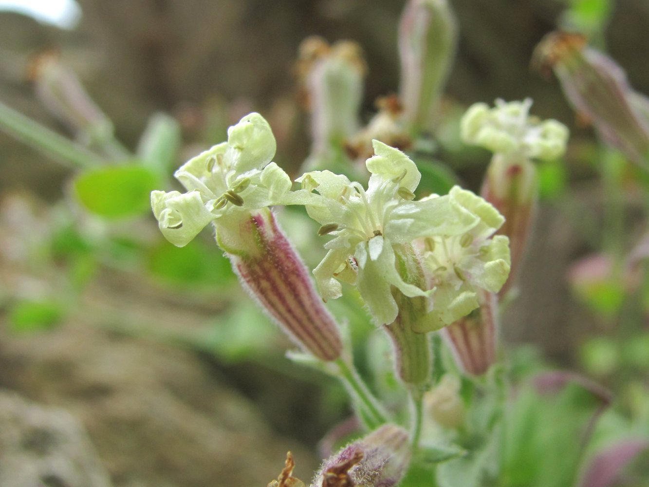 Изображение особи Silene pygmaea.