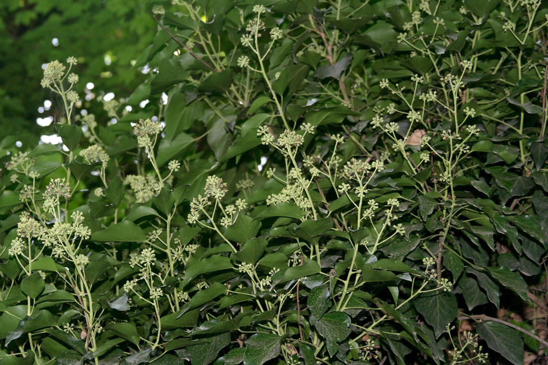 Image of Hedera pastuchovii specimen.