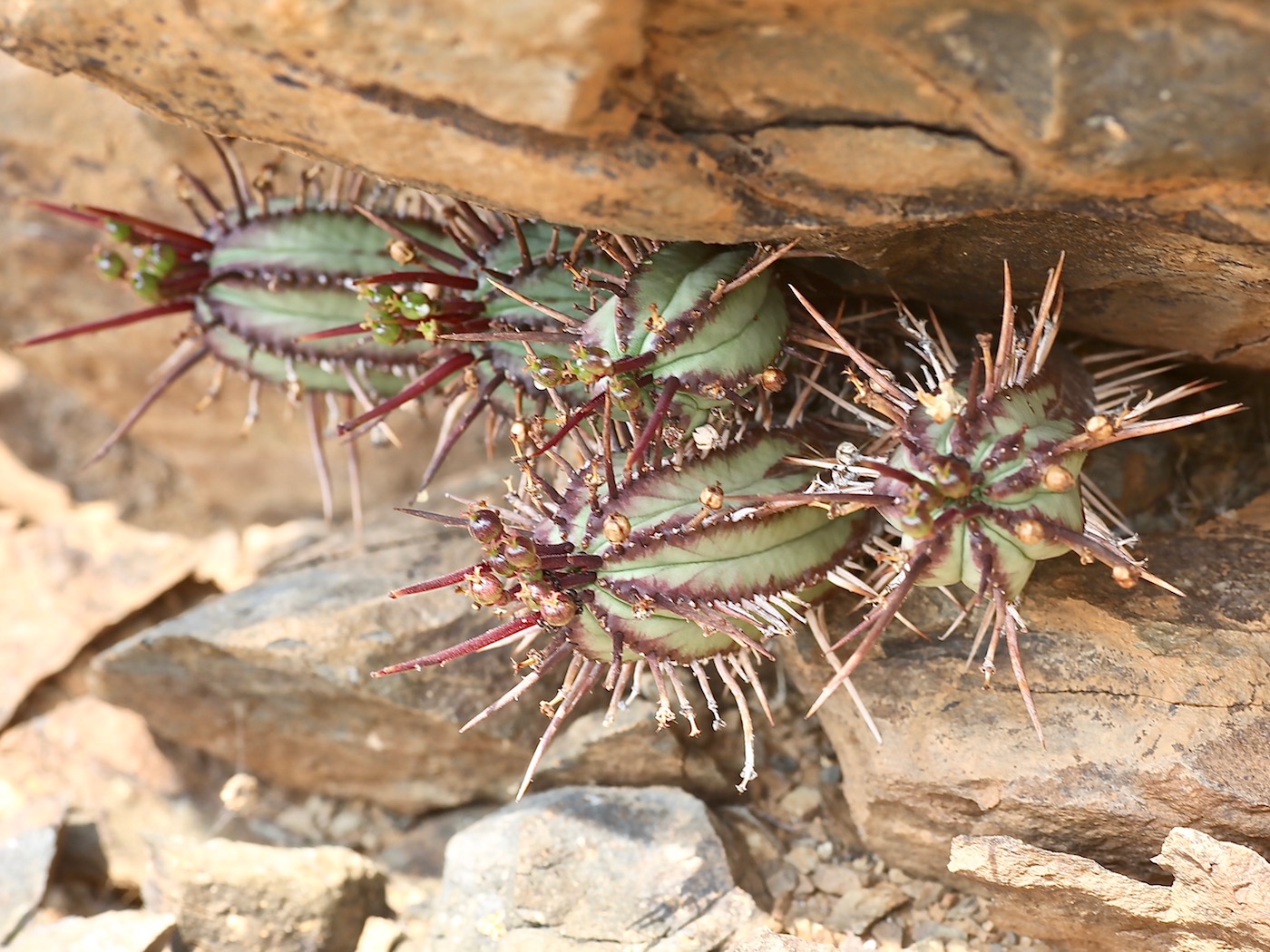 Image of Euphorbia heptagona specimen.