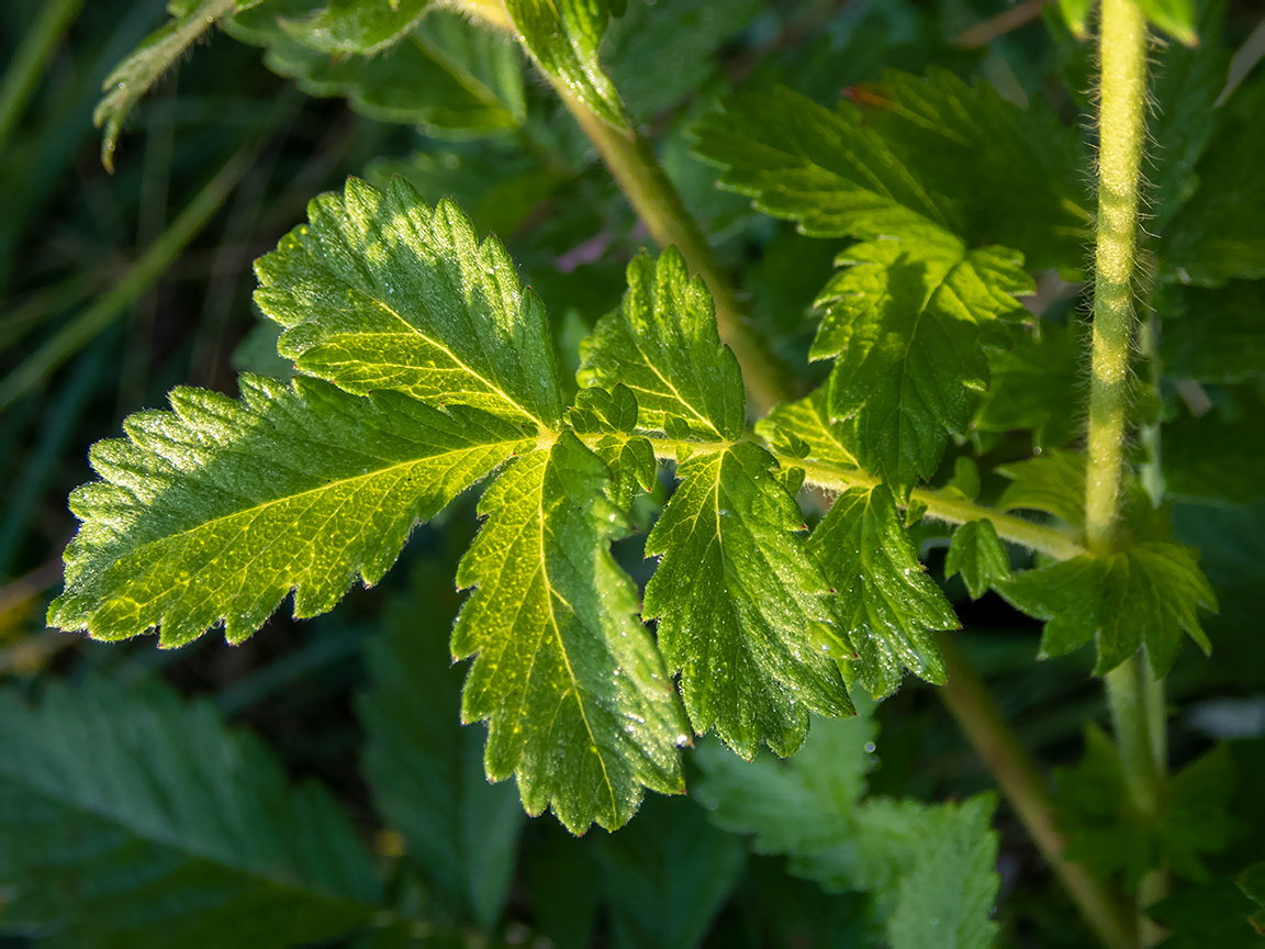 Image of Agrimonia eupatoria specimen.