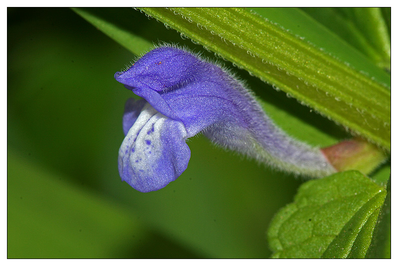 Image of Scutellaria galericulata specimen.