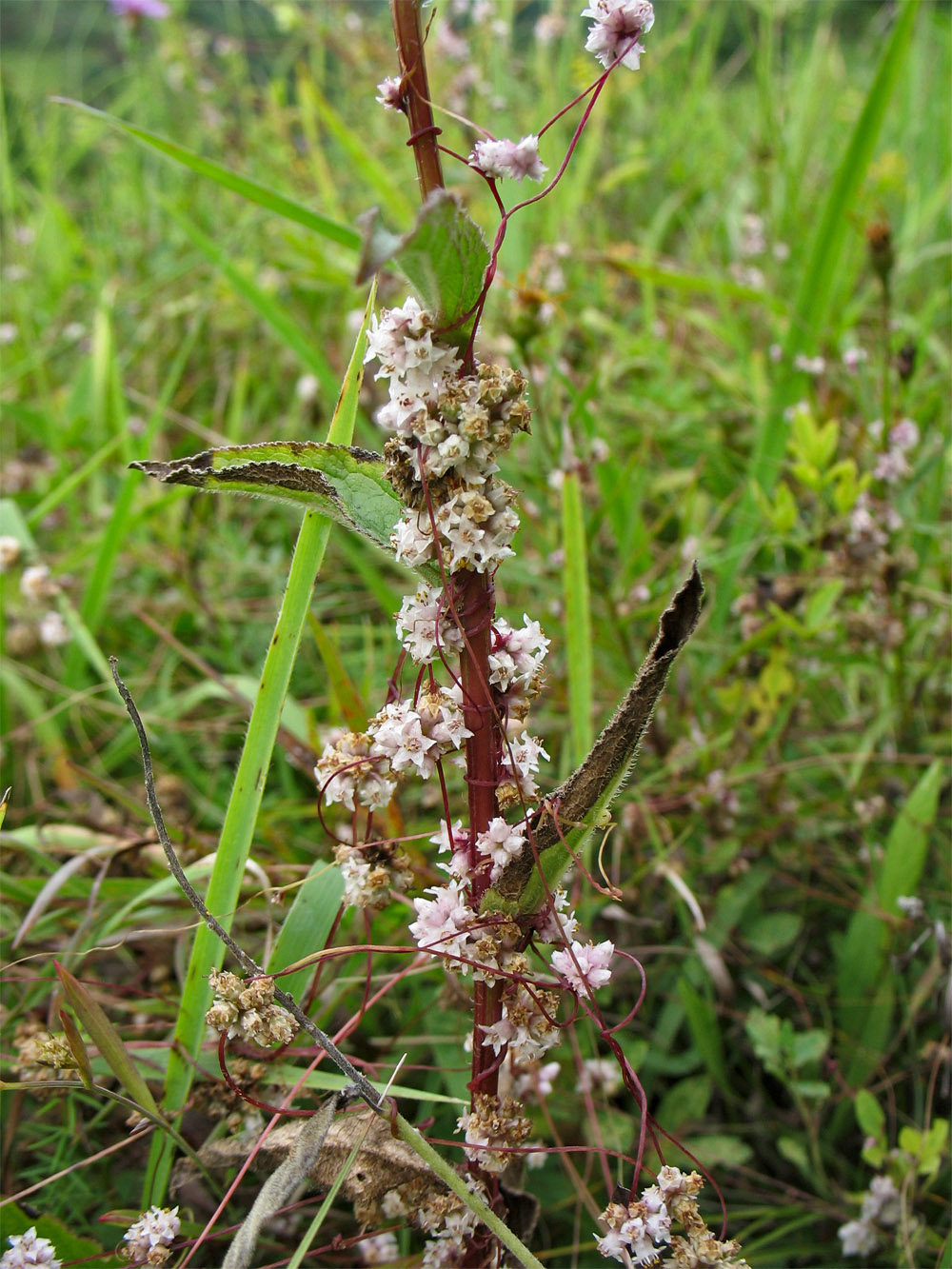 Image of Cuscuta epithymum specimen.