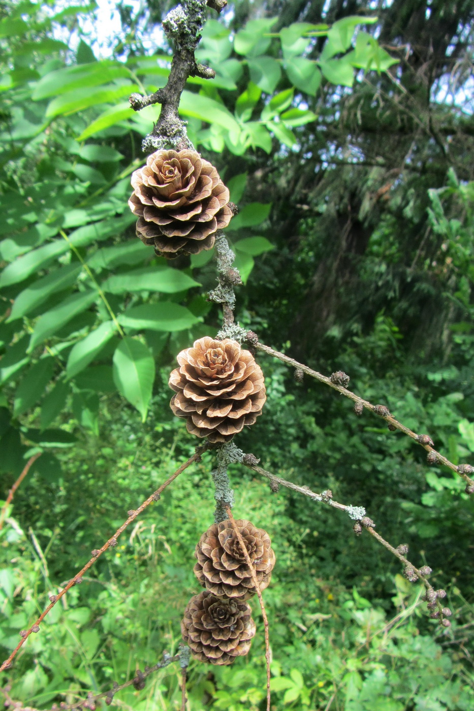 Изображение особи Larix kaempferi.