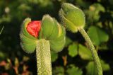 Смотреть изображение Papaver setiferum