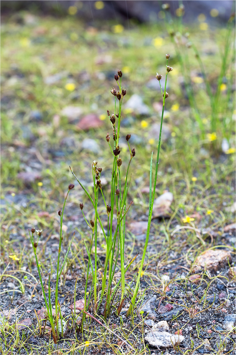 Изображение особи Juncus alpino-articulatus.