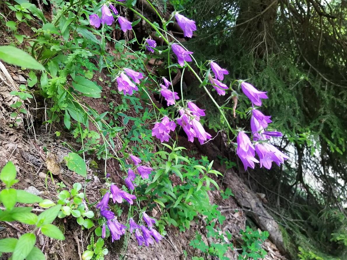 Image of genus Campanula specimen.