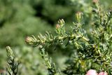 Смотреть изображение Suaeda crassifolia