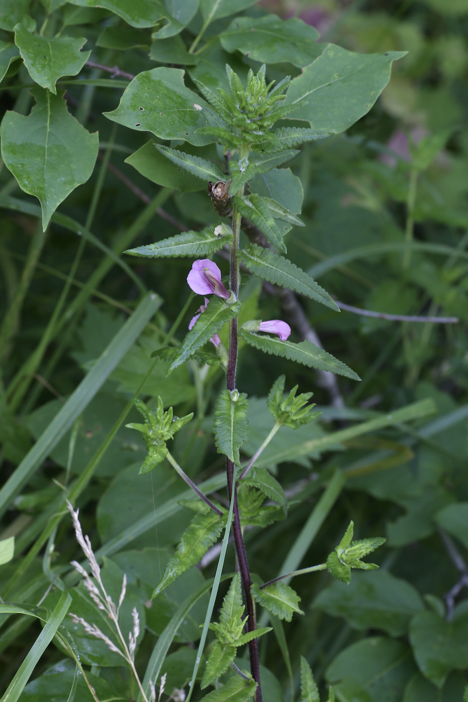 Изображение особи Pedicularis resupinata.