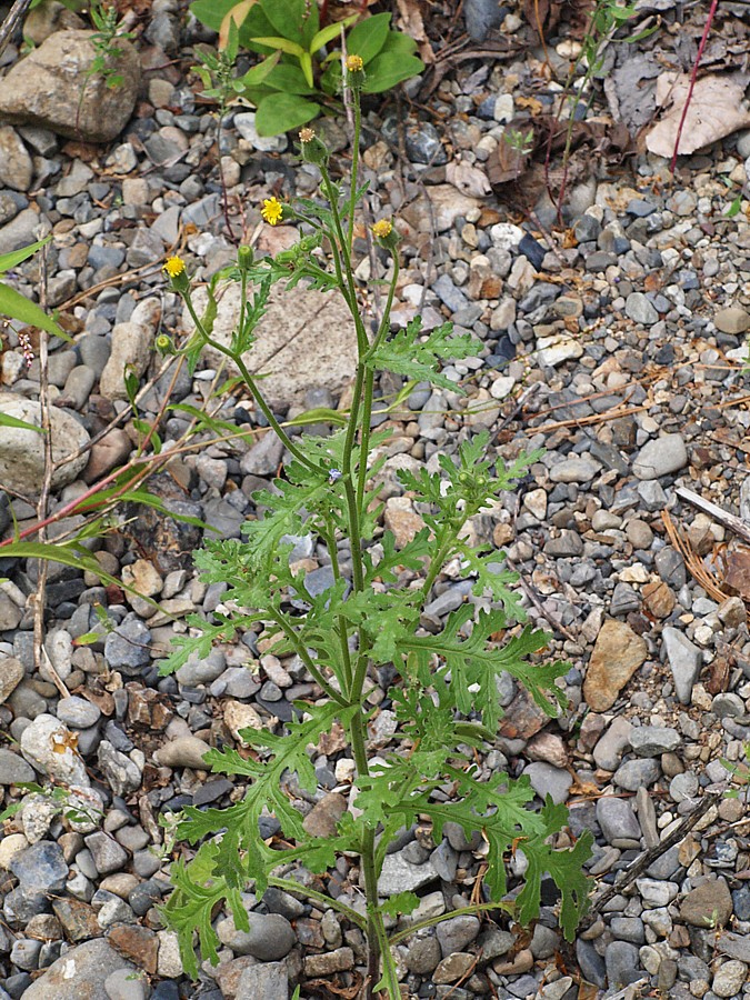 Image of Senecio viscosus specimen.