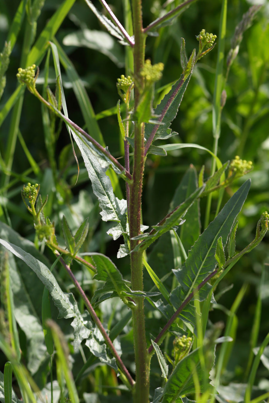 Image of Bunias orientalis specimen.