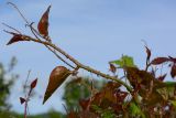 Smilax excelsa