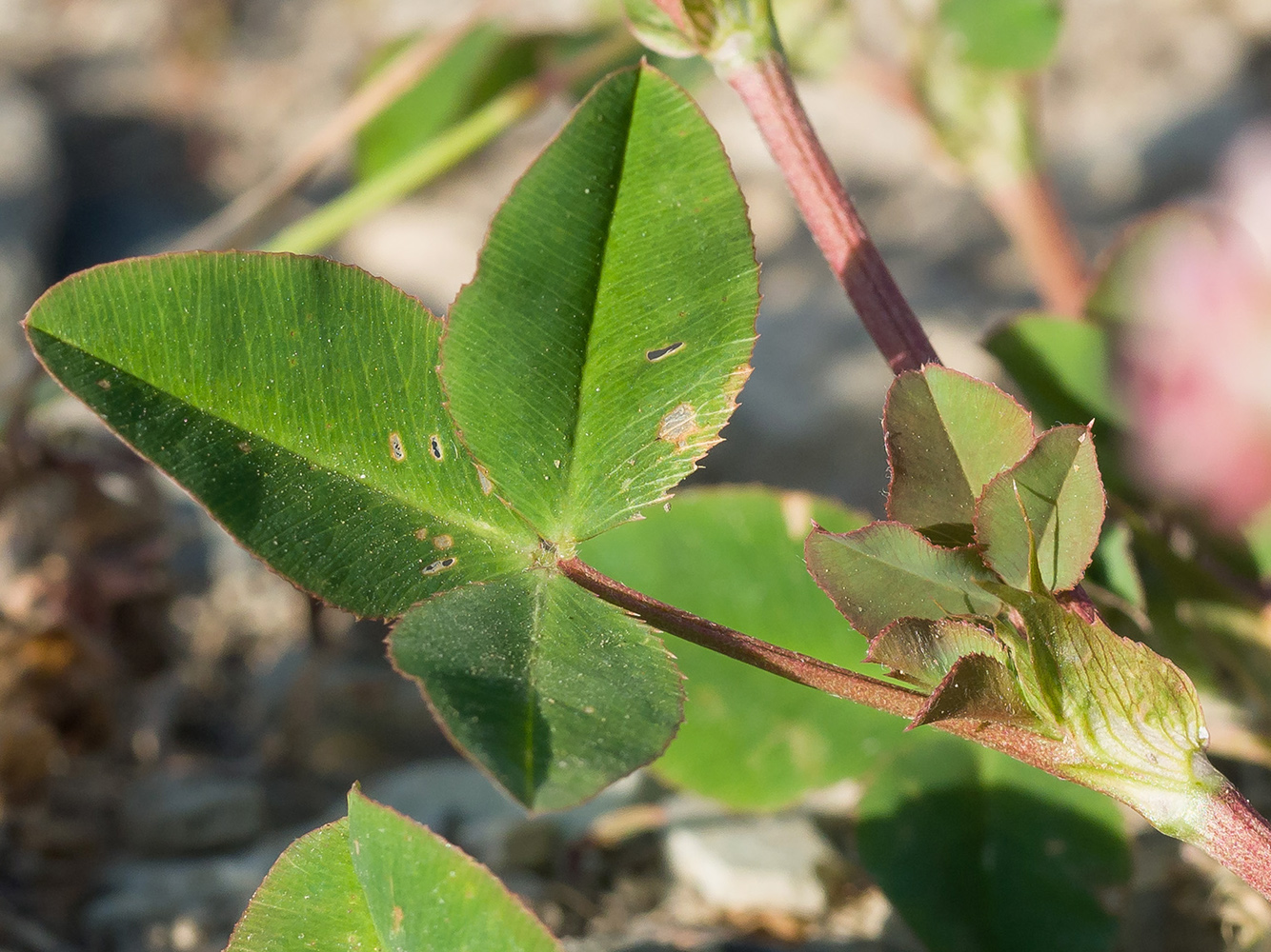 Изображение особи Trifolium hybridum.