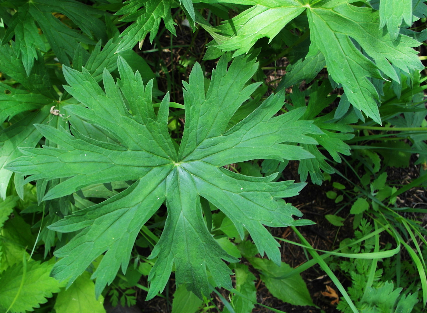 Image of Geranium affine specimen.