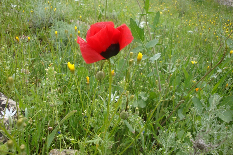 Изображение особи род Papaver.