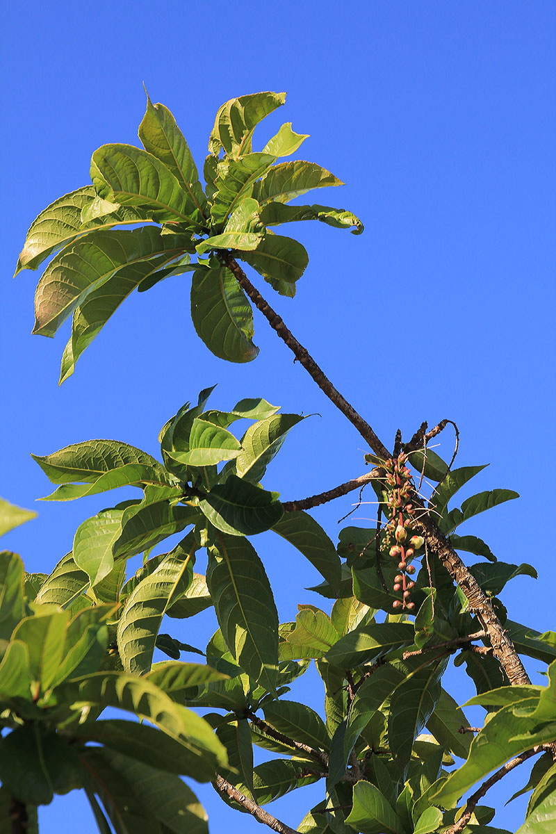 Изображение особи Barringtonia racemosa.