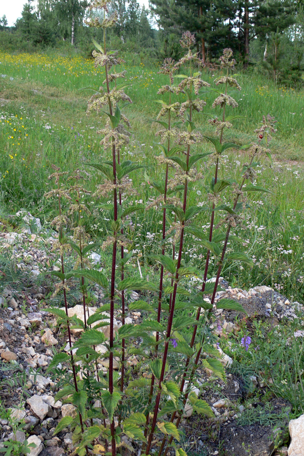 Image of Urtica dioica specimen.