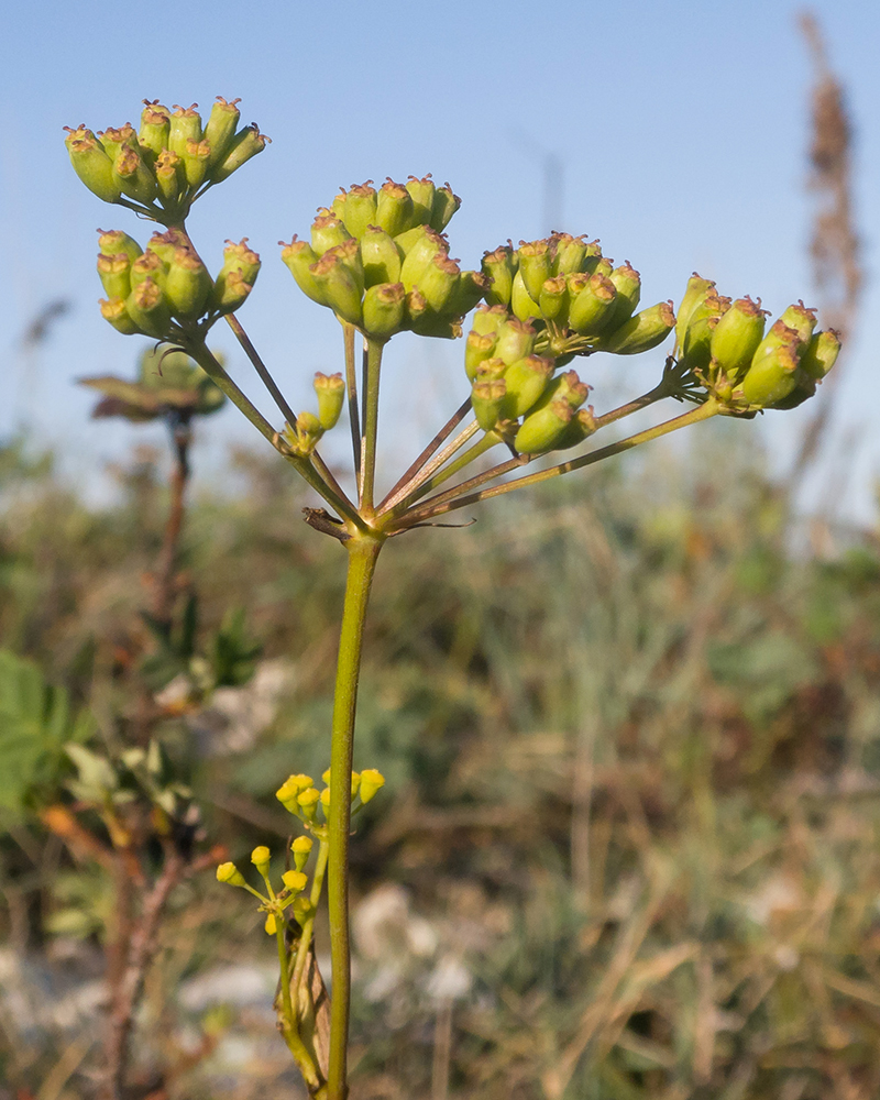 Image of Peucedanum tauricum specimen.