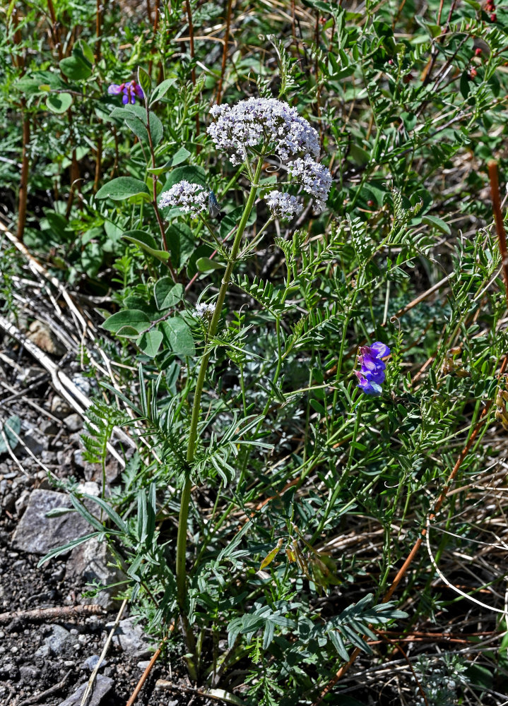 Изображение особи Valeriana rossica.