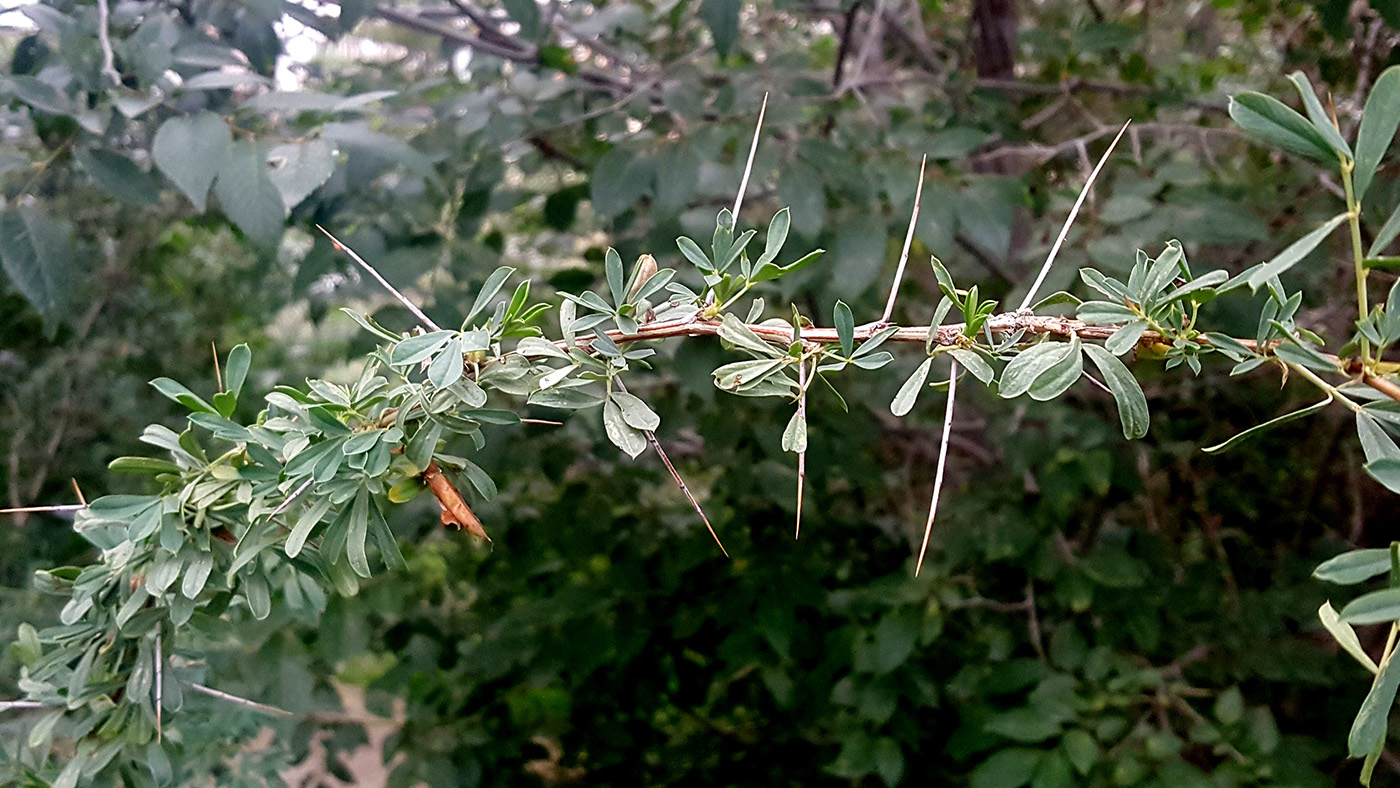 Изображение особи Caragana spinosa.