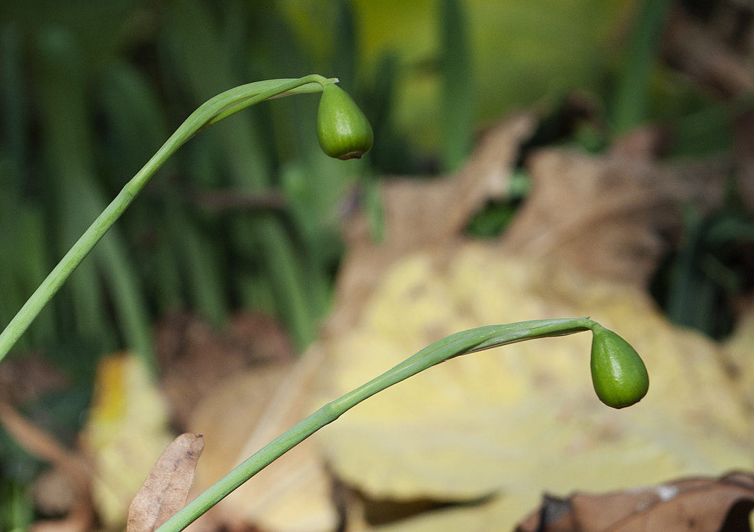 Изображение особи Galanthus cilicicus.