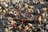 Sagina maritima. Цветущее растение. Крым, Севастополь, побережье Казачьей бухты. 29 апреля 2010 г.