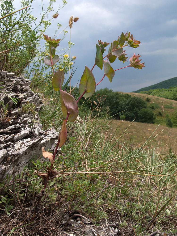 Изображение особи Bupleurum rotundifolium.