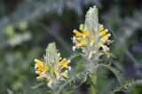 Pedicularis condensata