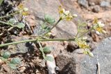 Zygophyllum miniatum. Побег с цветками и кормящимися пчелами. Узбекистан, Каракалпакия, хр. Султан-Уиздаг, щебнистый склон. 8 апреля 2023 г.