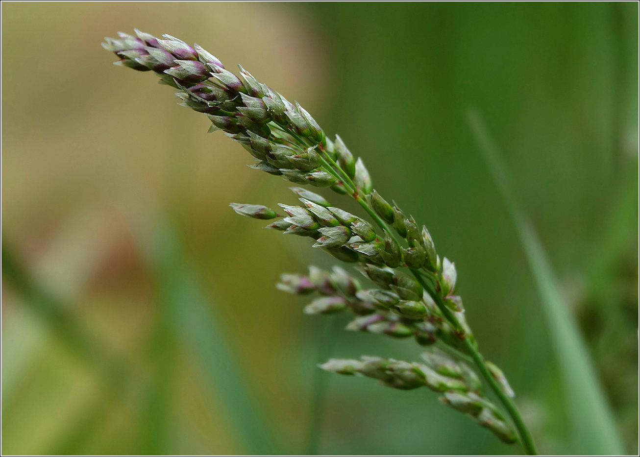 Image of Hierochloe odorata specimen.