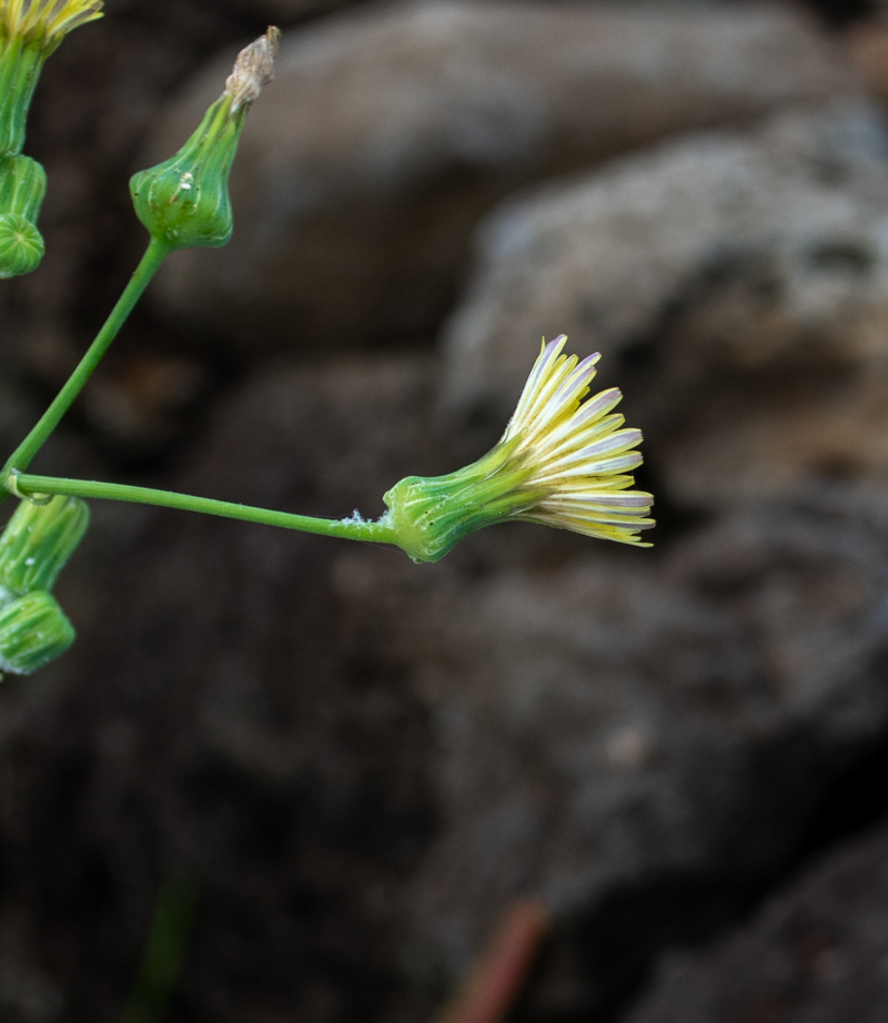 Image of Sonchus oleraceus specimen.