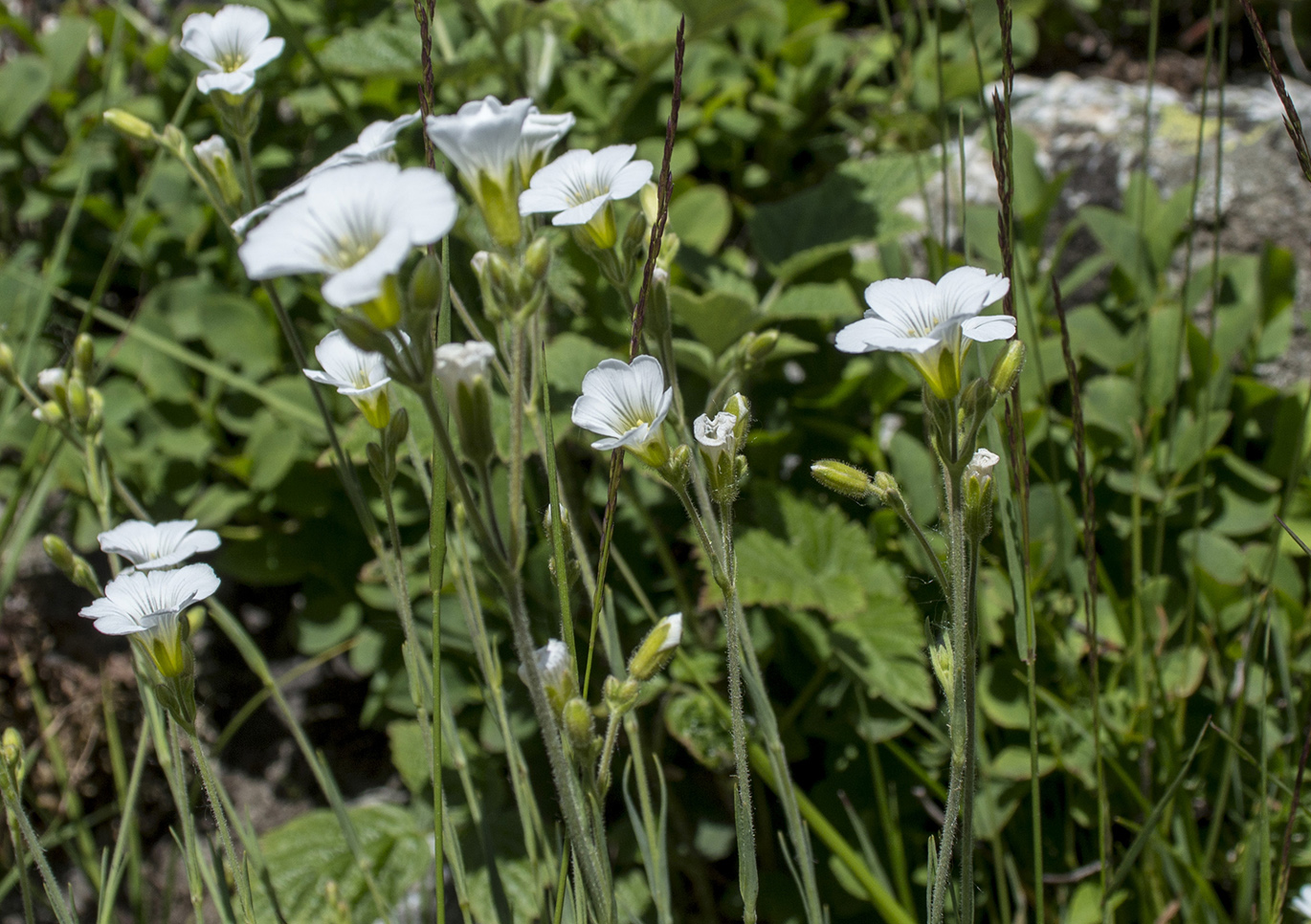 Image of Minuartia circassica specimen.