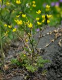 genus Ranunculus. Цветущее растение. Дагестан, Магарамкентский р-н, Самурский лес, опушка широколиственного леса. 05.05.2022.