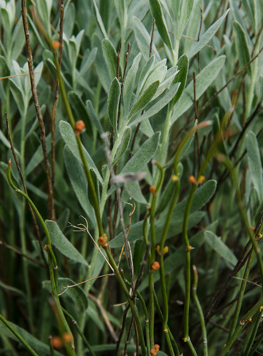 Image of Galatella villosa specimen.