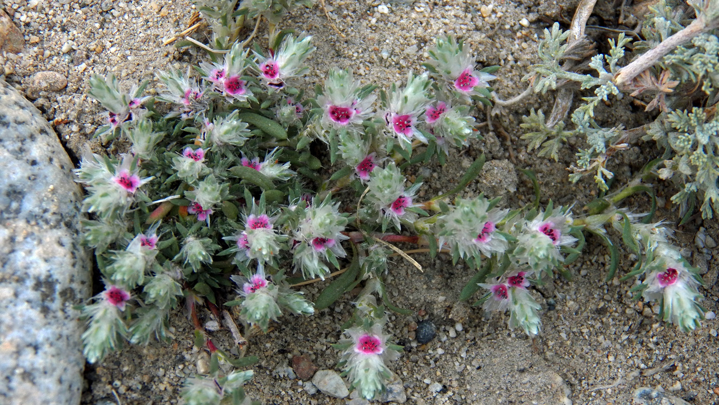 Image of Polygonum paronychioides specimen.