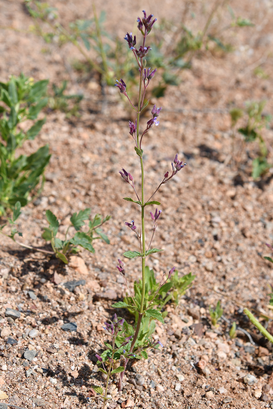 Image of Nepeta micrantha specimen.