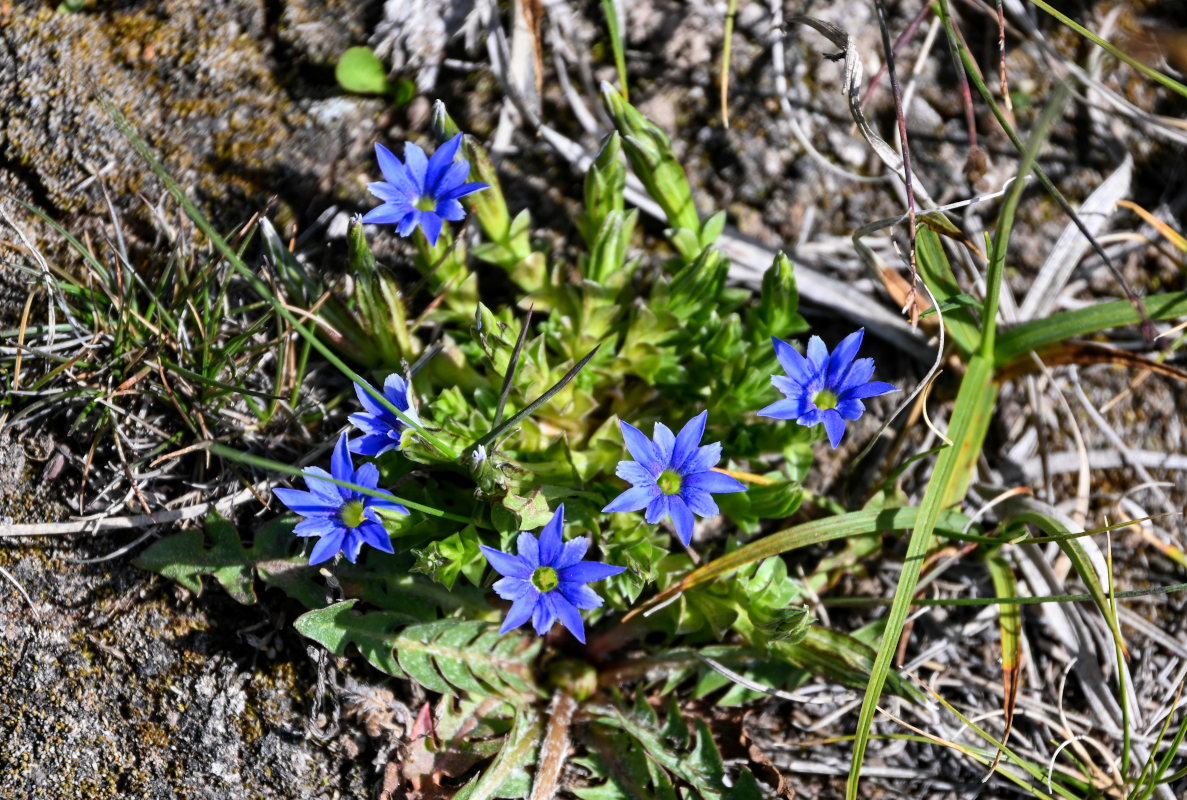 Image of Gentiana karelinii specimen.