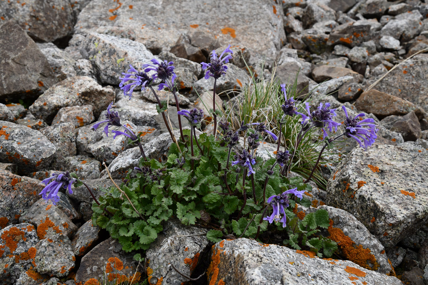 Изображение особи Dracocephalum laniflorum.