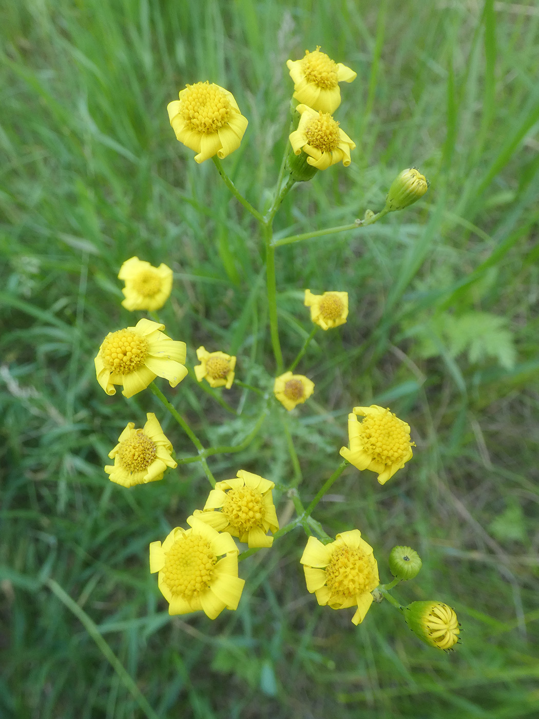 Изображение особи Senecio vernalis.