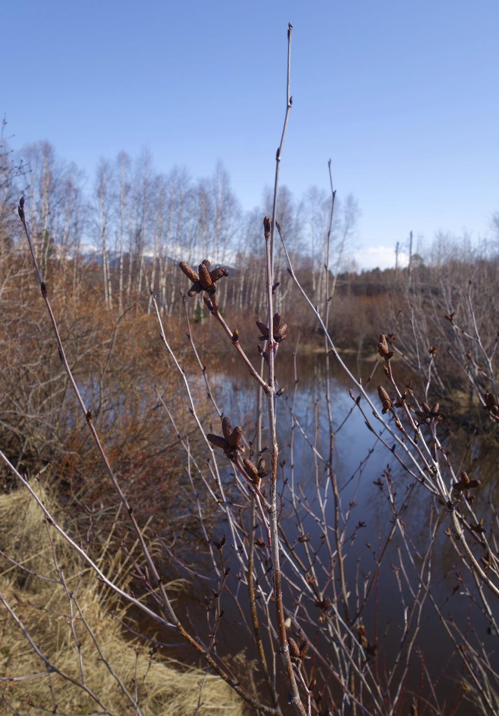 Изображение особи Duschekia fruticosa.