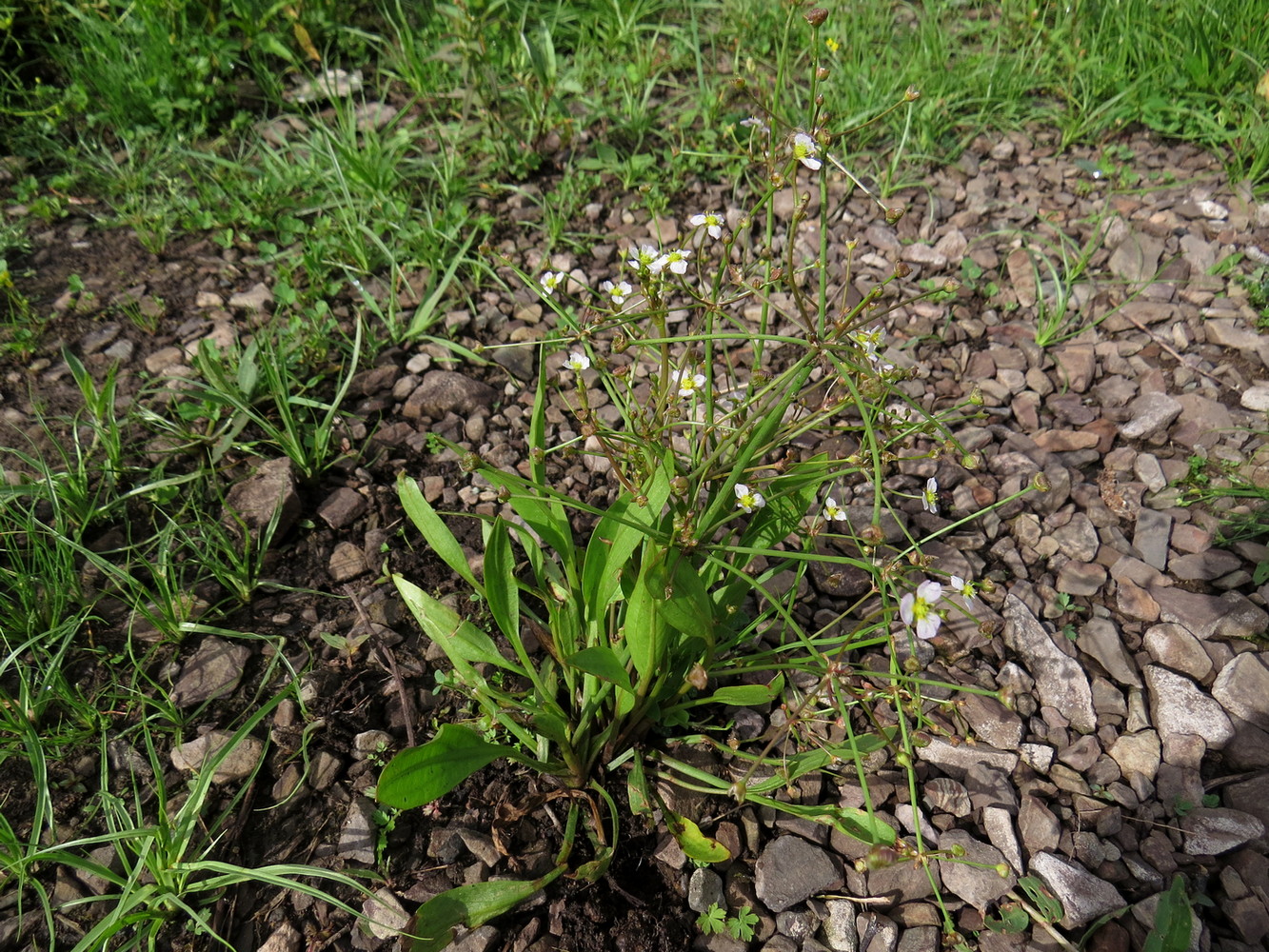 Image of Alisma gramineum specimen.