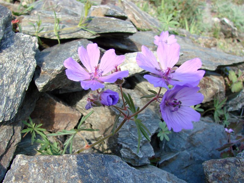 Image of Geranium transversale specimen.