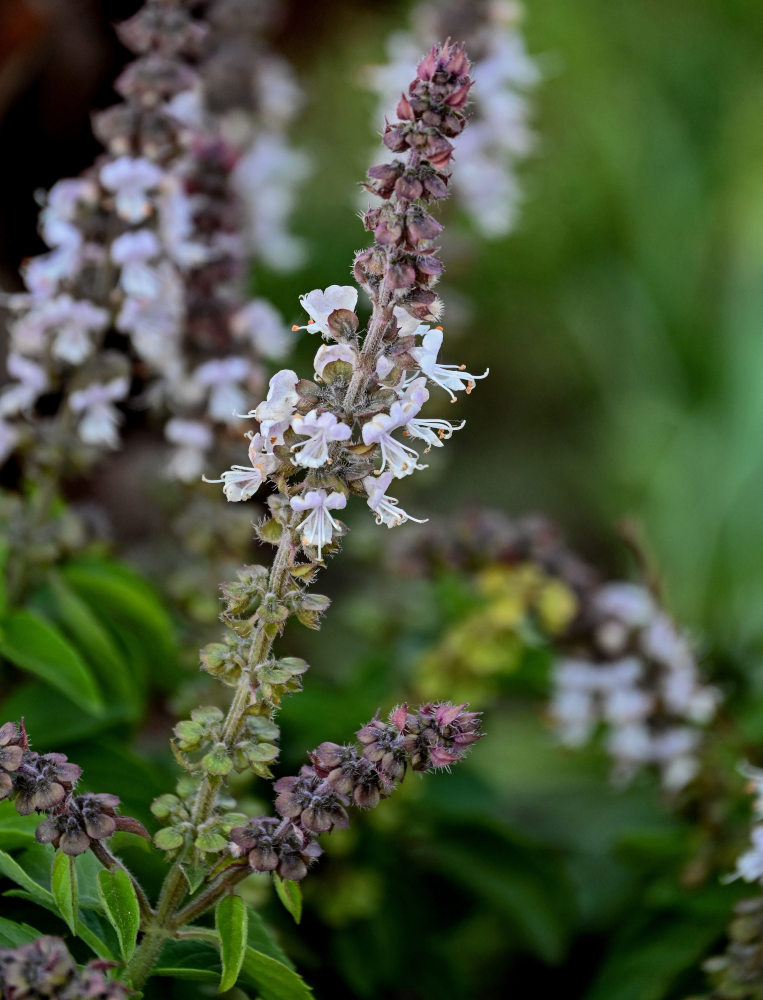 Image of Ocimum basilicum specimen.