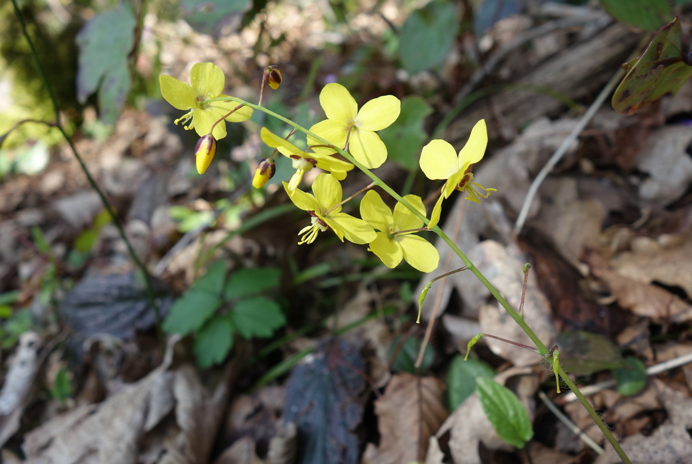 Image of Epimedium colchicum specimen.