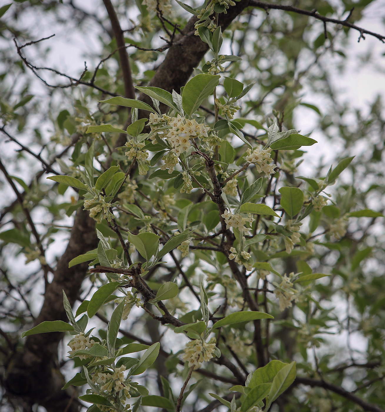 Image of Elaeagnus umbellata specimen.