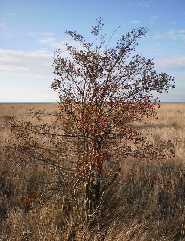 Image of Crataegus monogyna specimen.