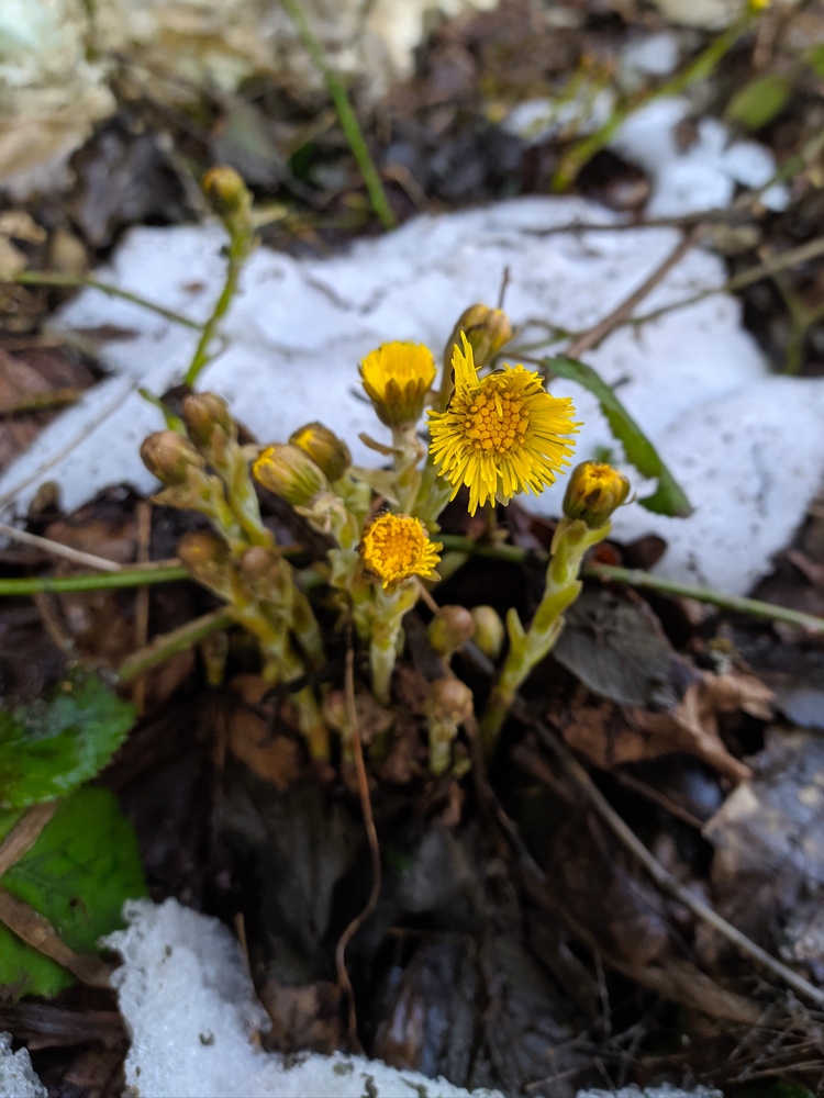 Image of Tussilago farfara specimen.