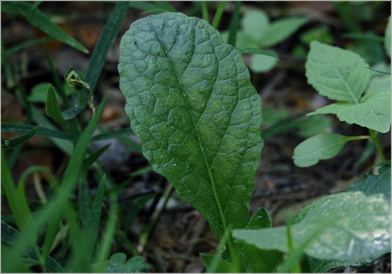 Изображение особи Ajuga reptans.